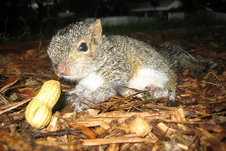 What kind of wildlife animals invade your attic in Chicago? - Loop ...