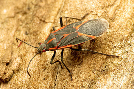 Five common pests likely to invade your Chicago home this spring - Loop ...